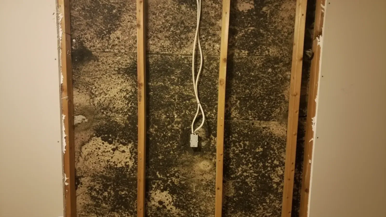 An interior wall opened to the wooden studs, revealing dense mould growth across the cavity surface behind